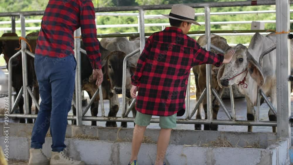 Asian father teaches son to work at a cow farm. Asian father teaches son to work at a cow farm.