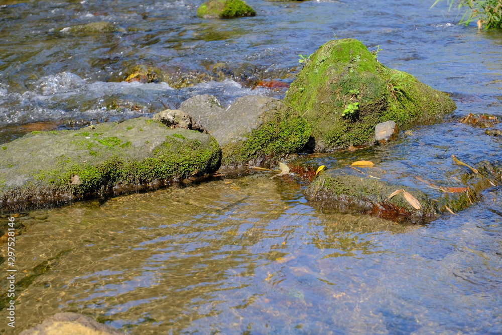 Obraz premium 静かな川に苔が生えるせき止め石