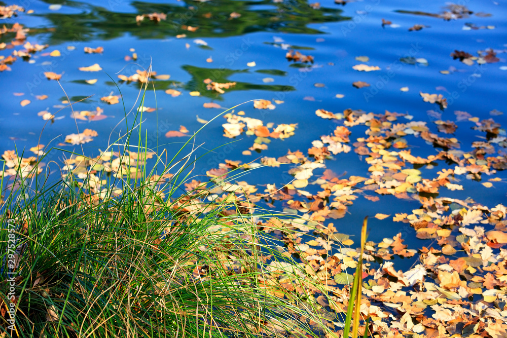 Green bunch of grass on the background of fallen yellow leaves floating in the water. Green bunch of grass on the background of fallen yellow leaves floating in the water.