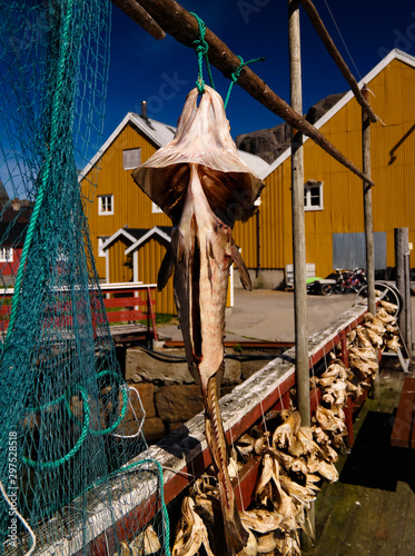 Dried codfish in the Nusfjord village , flakstadoya Island , Lofoten , Norway