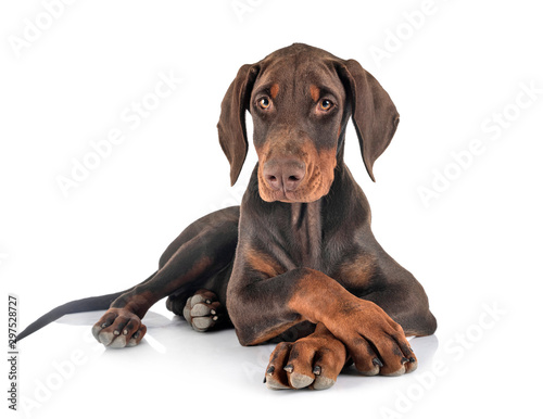 puppy doberman pinscher in studio