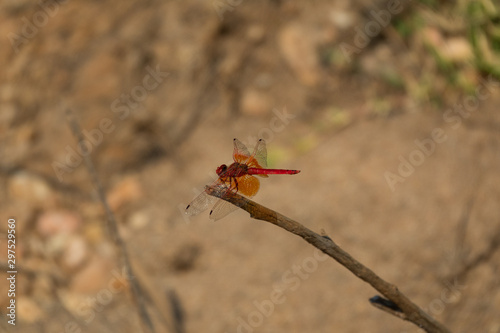 Closeup of bright red dragonfly over the sprig, blurred background © F.C.G.