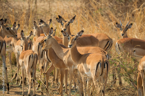 Many female impalas looking at the camera, African wildlife