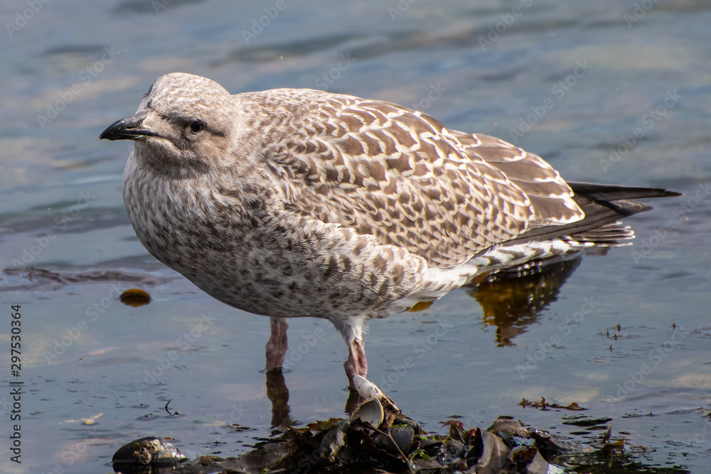 Seagull chick Seagull chick