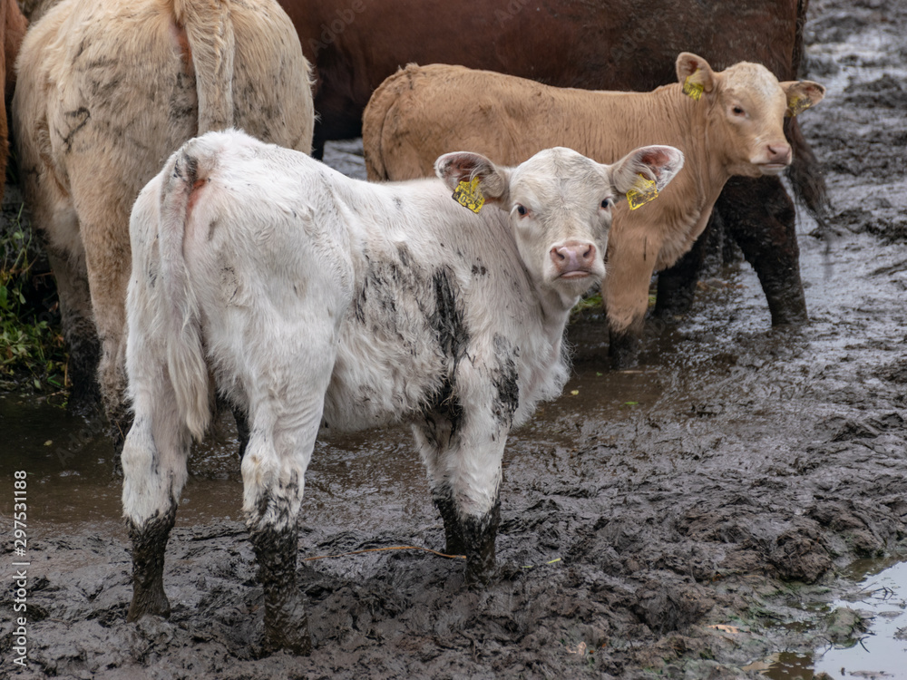 Obraz premium landscape with cows of different sizes and colors in a large mud field