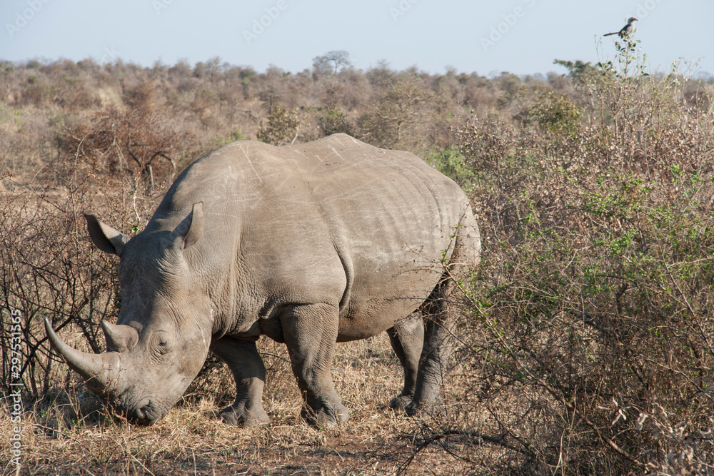 A rhino, rhinoceros grazing in an open field in South Africa. Wild animal on a background of wild landscape. A rhino, rhinoceros grazing in an open field in South Africa. Wild animal on a background of wild landscape.