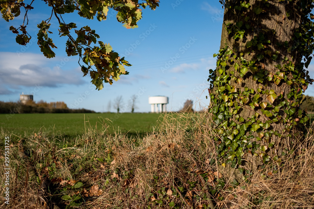 Fototapeta premium View of a large oak tree, its branches and Ivy seen climbing up its trunk at the edge of a farm field. The distant shows water towers.
