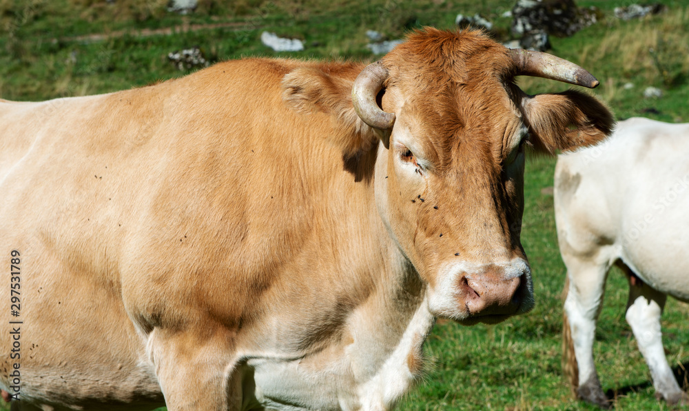 Cow In the mountain meadow, French Pyrenees, Bearn Cow In the mountain meadow, French Pyrenees, Bearn