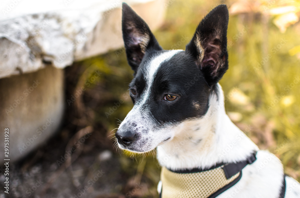 Portrait of a drooping basenji in a village