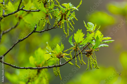 Pedunculate oak (Quercus petraea), Fuentes del Narcea, Degaña e Ibias Natural Park, Asturias, Spain, Europe photo