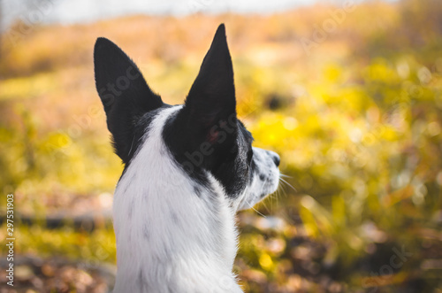 Basenji dog from behind, inspirational photo of a dog looking into the distance