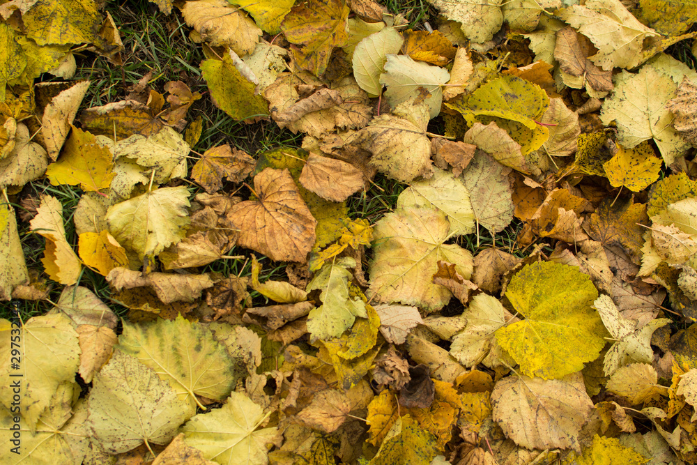 Fallen leaves lie on green grass Fallen leaves lie on green grass