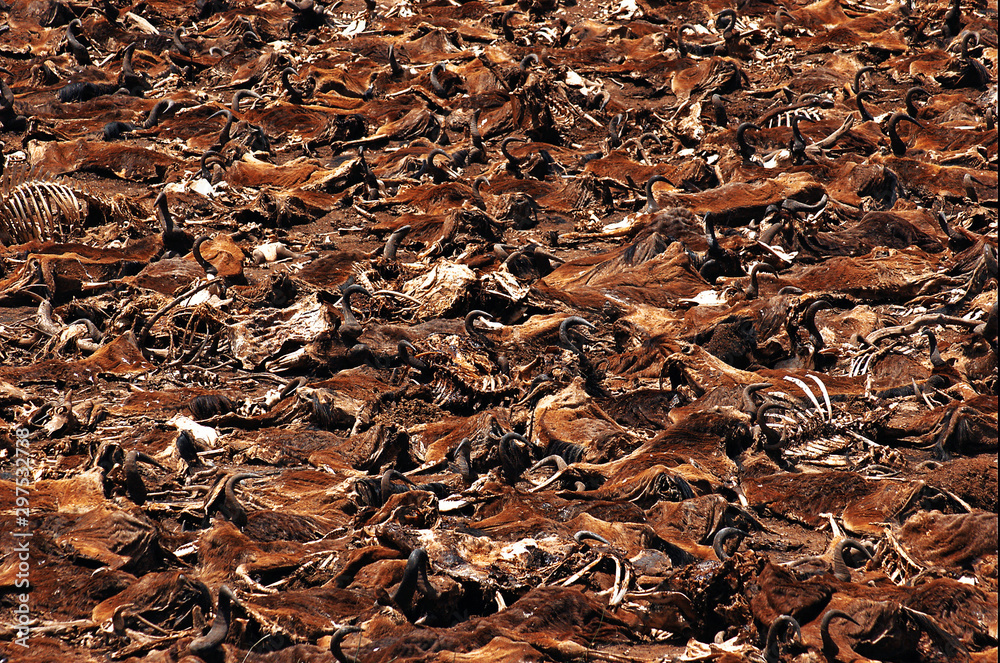 Natural graveyard of animals in Africa Natural graveyard of animals in Africa