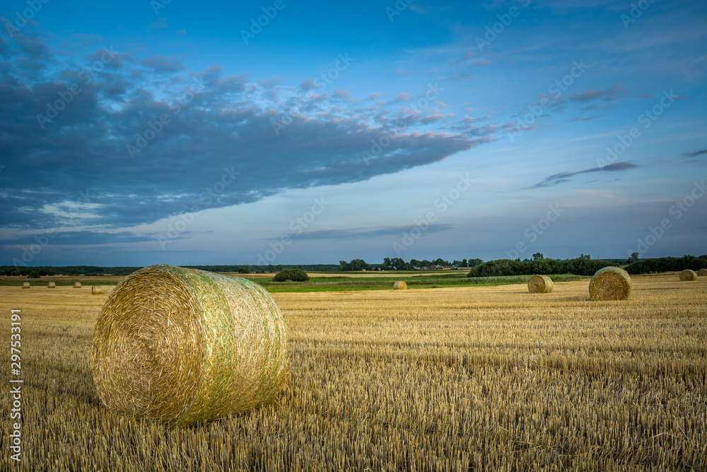 Round hay bales in the field and evening sky