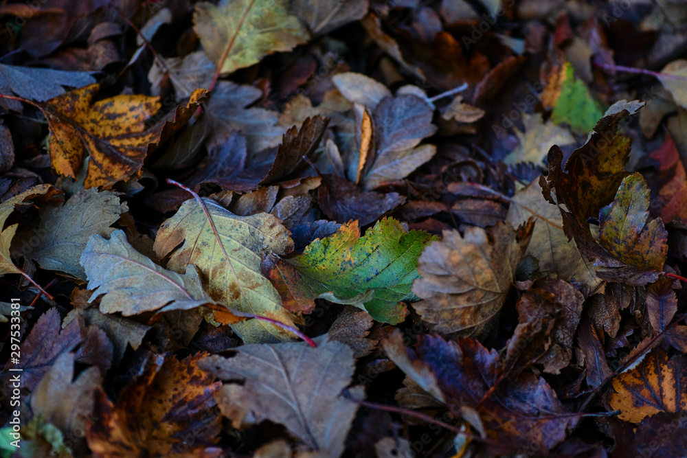 Continuous field of autumn leaves in shallow focus Continuous field of autumn leaves in shallow focus