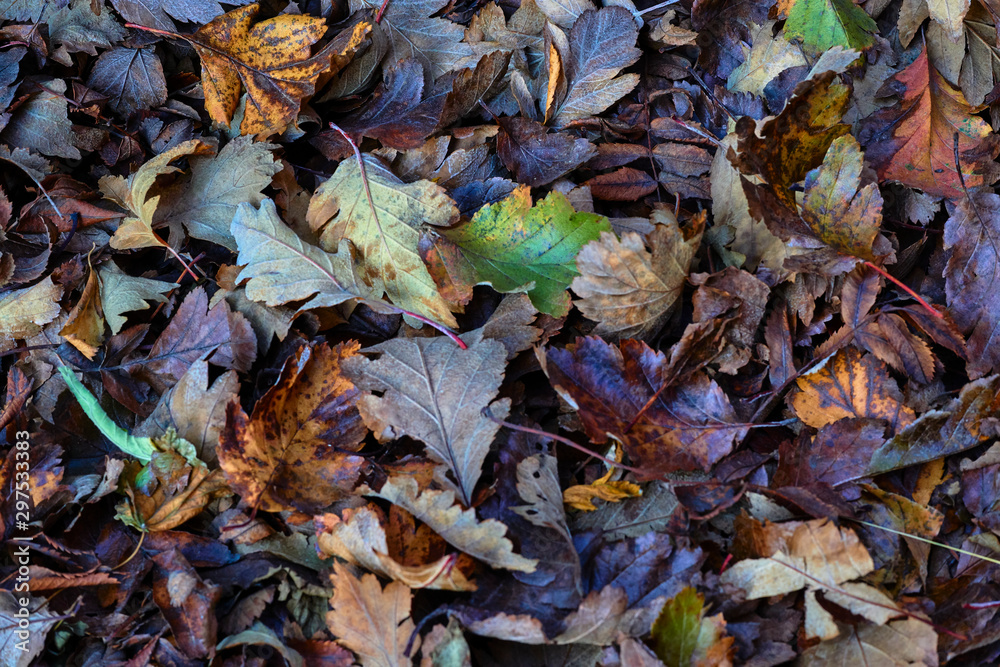 Continuous field of autumn leaves in shallow focus