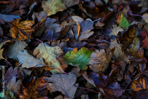 Continuous field of autumn leaves in shallow focus