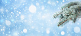 Snow covered fir branches on blue bokeh background. Winter card, banner format.