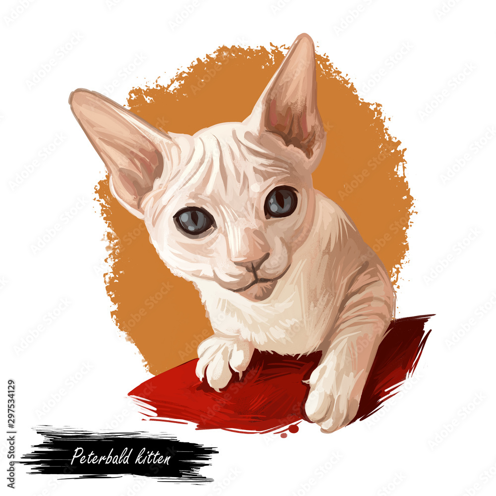 Peterbald kitten digital art illustration. Felis catus from Russia