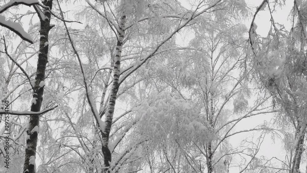 Winter forest during a snowfall, slow motion. Winter forest during a snowfall, slow motion.