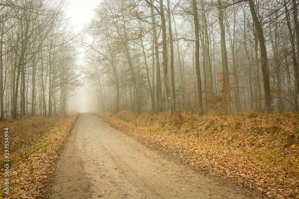 Road through the autumn misty forest