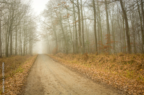 Road through the autumn misty forest