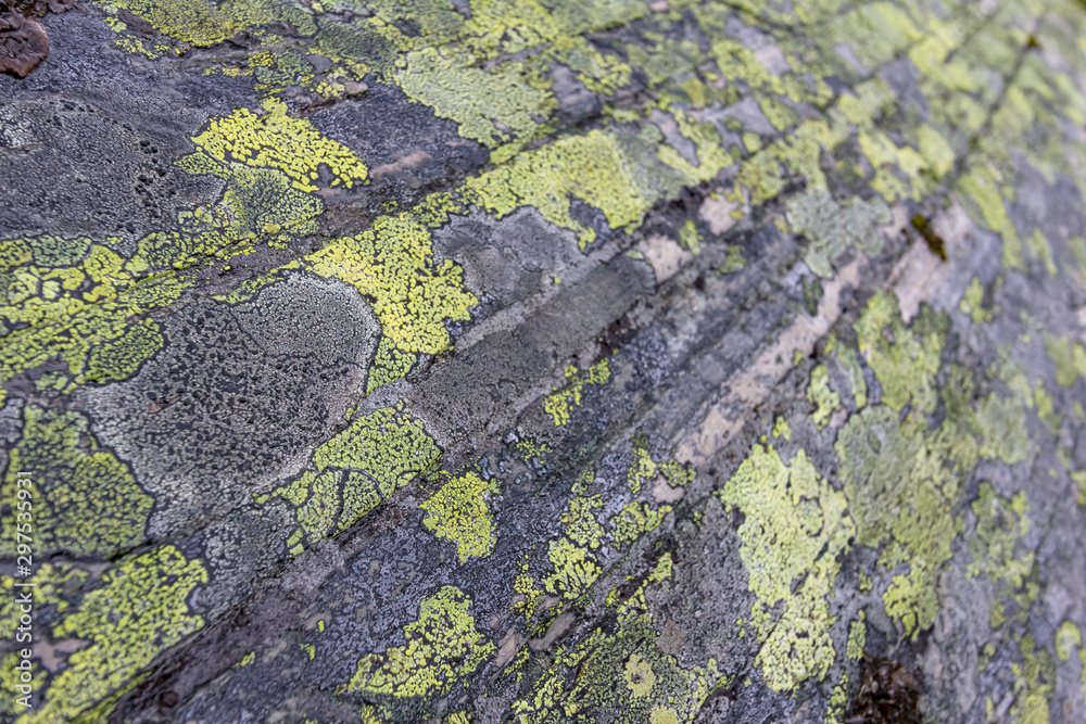 Green lichen on rock strata in Norway Green lichen on rock strata in Norway