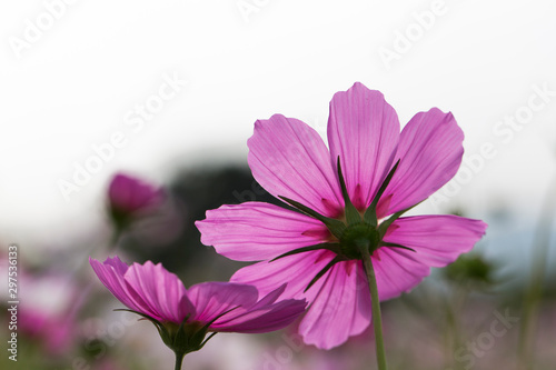 Beautiful pink cosmos flower in the garden