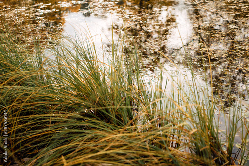 Summer landscape. swamp, marsh,quagmire, morass, backwater. An area of low-lying, uncultivated ground where water collects