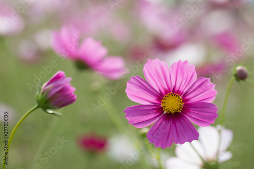 Beautiful pink cosmos flower in the garden