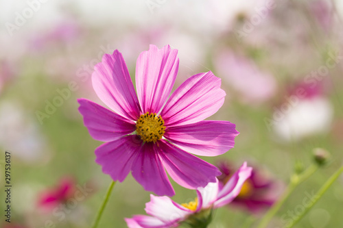 Beautiful pink cosmos flower in the garden © bong