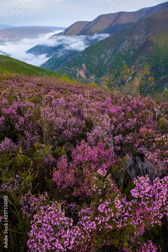 HEATHER (Erica australis), Fuentes del Narcea, Degaña e Ibias Natural Park, Asturias, Spain, Europe photo