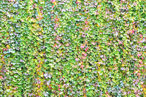 wall overgrown with climbing plant, wall texture of colorful leaves for design backgrounds and eco backgrounds and carvings for artwork