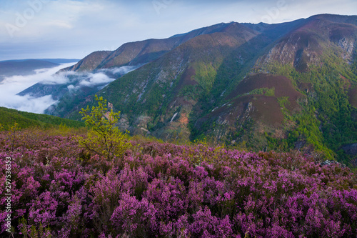 HEATHER (Erica australis), Fuentes del Narcea, Degaña e Ibias Natural Park, Asturias, Spain, Europe photo