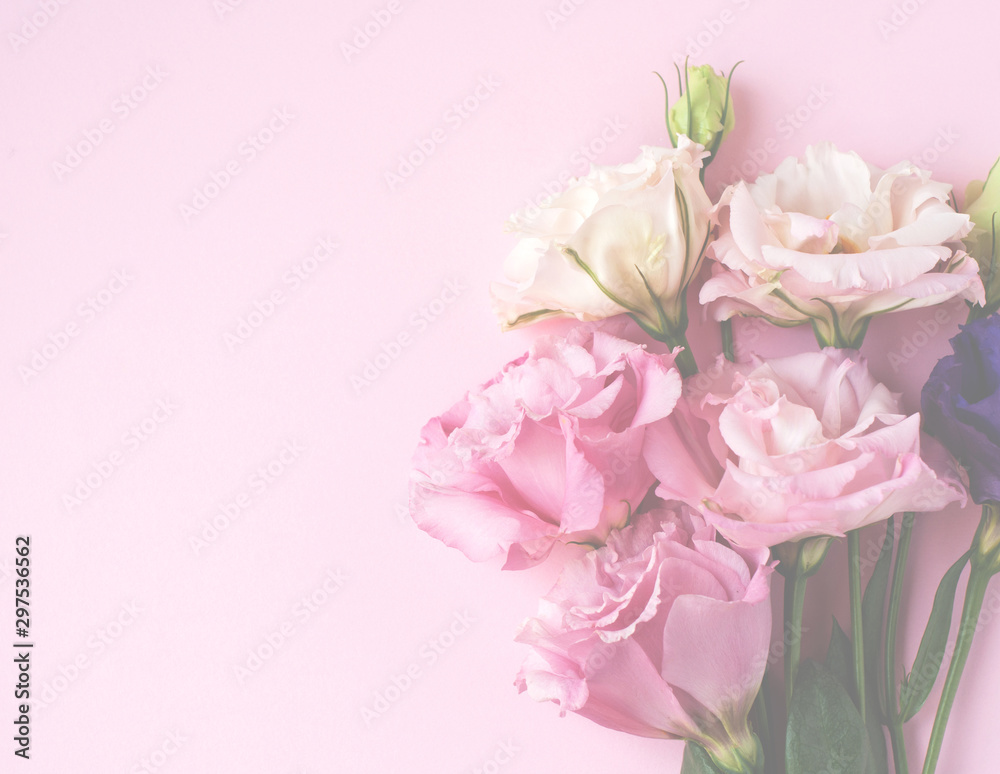 Beautiful pink, purple and white eustoma flower (lisianthus) in full bloom with green leaves. Bouquet of flowers on pink background. Beautiful pink, purple and white eustoma flower (lisianthus) in full bloom with green leaves. Bouquet of flowers on pink background.