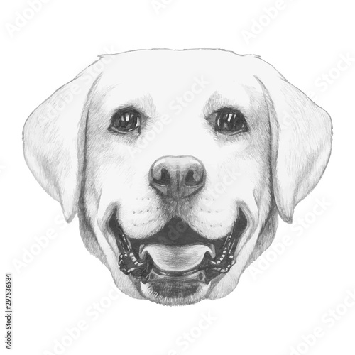 Portrait of Labrador. Hand drawn illustration. Vector isolated elements.