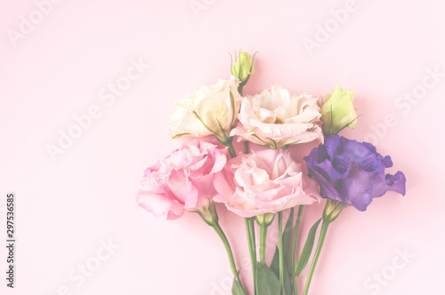 Beautiful pink  purple and white eustoma flower  lisianthus  in full bloom with green leaves. Bouquet of flowers on pink background.