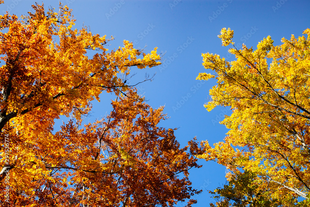 beautiful background of golden autumn forest beautiful background of golden autumn forest