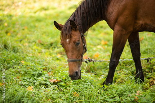 beautiful horse grazes in the autumn meadow