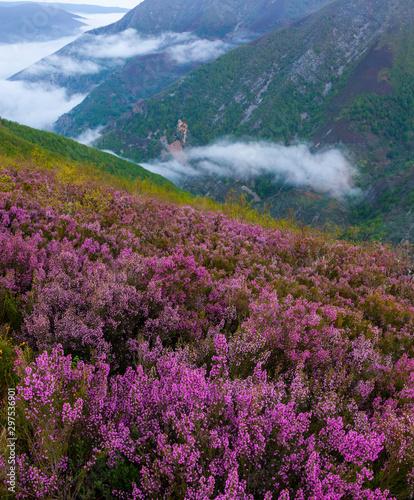 HEATHER (Erica australis), Fuentes del Narcea, Degaña e Ibias Natural Park, Asturias, Spain, Europe photo