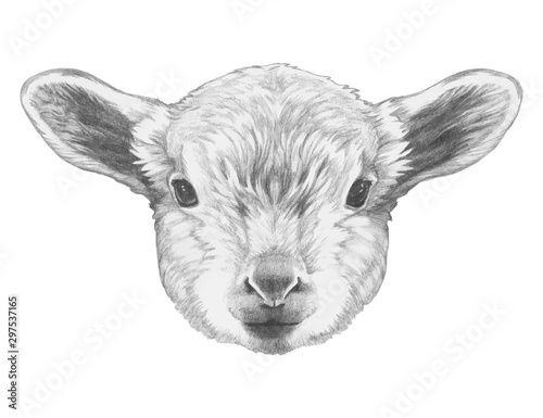 Portrait of Lamb. Hand drawn illustration. Vector isolated elements.