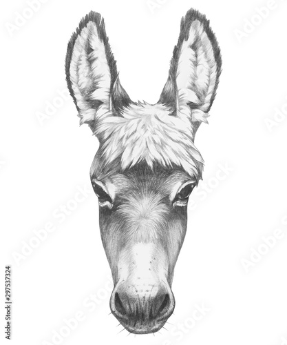 Portrait of Donkey. Hand drawn illustration. Vector isolated elements.