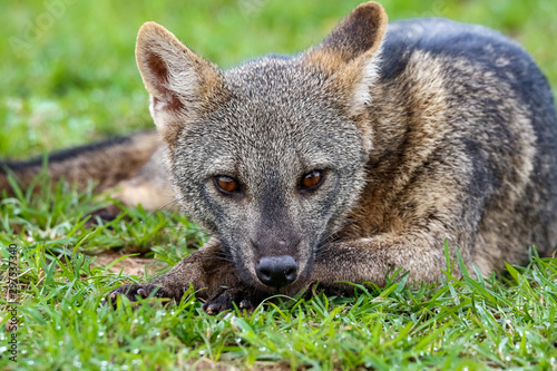 Close up of a Crab eating Fox lying down in green grass and facing to camera, Pantanal Wetlands, Mato Grosso, Brazil