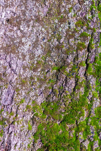 oak bark, with green plants, background © Дмитрий 