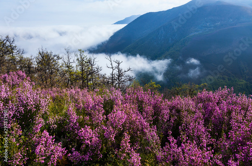 HEATHER (Erica australis), Fuentes del Narcea, Degaña e Ibias Natural Park, Asturias, Spain, Europe photo