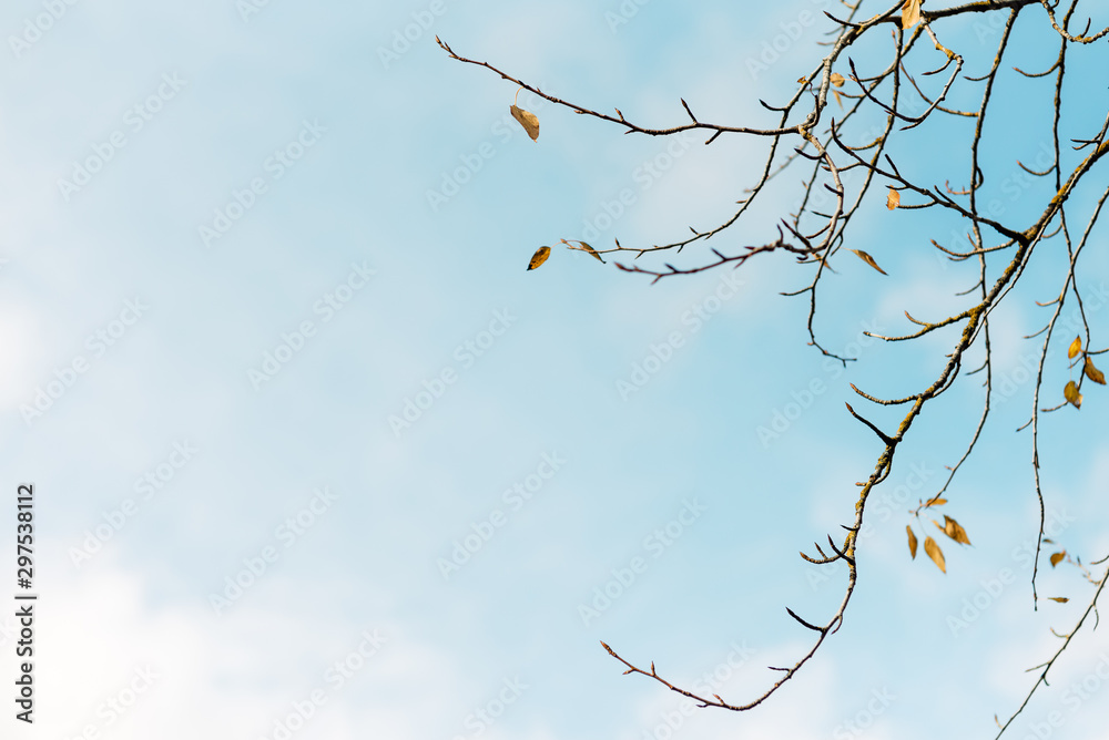 Obraz premium beautiful autumn tree leaves in the park