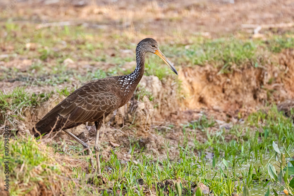 Side view of a Limpkin on grassy ground, Pantanal Wetlands, Mato Grosso, Brazil