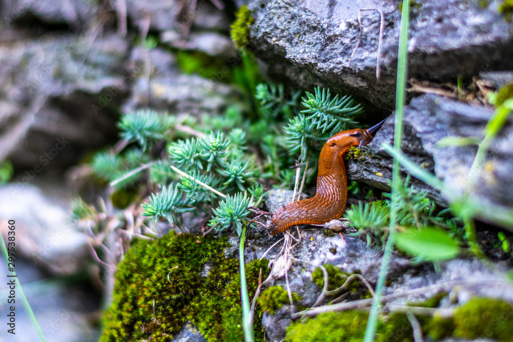 Fototapeta premium Snail