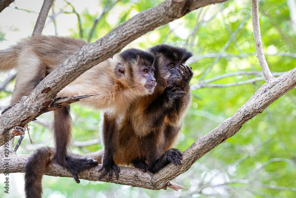 Two young Brown capuchin monkeys perching together on a tree branch, looking to the right, Pantanal Wetlands, Mato Grosso, Brazil