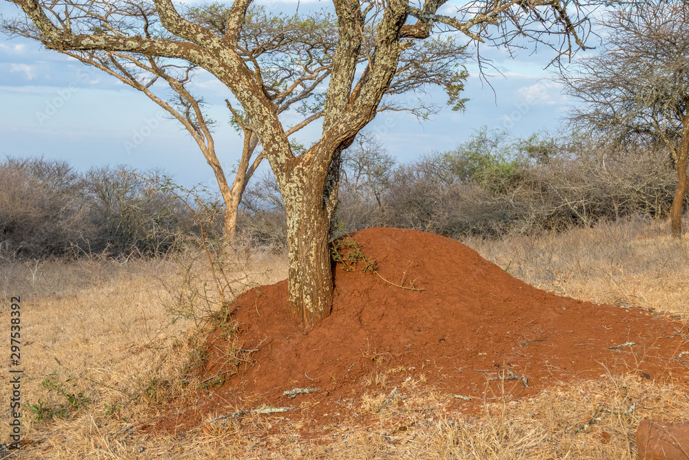 Fototapeta premium A large termite mound isolated at the base of a thorn tree in the Limpopo province of South Africa image with copy space in horizontal format